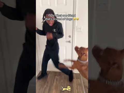 Is this how you look when you are afraid of dogs#funny#dog#foryou#fyp