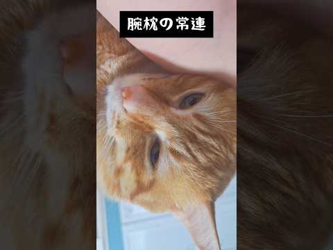 寝る時はママの腕枕がいいネッコ #猫 #cat