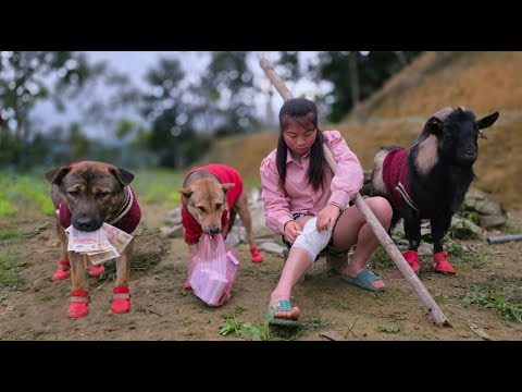 When dogs and goats share the burden with a Vietnamese girl - ha thi muon