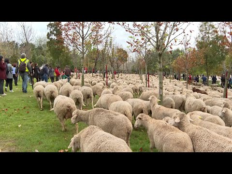 1.200 ovejas merinas y 200 cabras retintas recorren Madrid en la Fiesta de la Trashumancia
