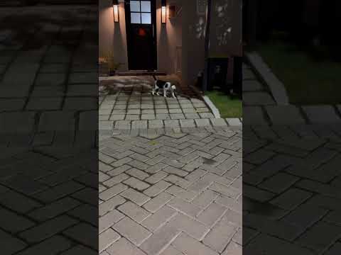 Kucing Ini Diduga Culik Adik Puman.#cat #nizamkucinglucu #cute #貓咪日常 #funny #funnycats #imut #pets