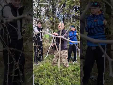 Щеплення шовковиці