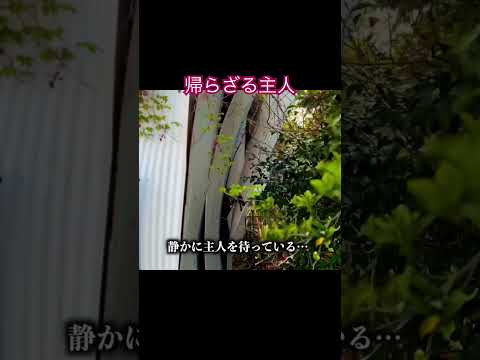 【下關廢墟】完結編!綾羅木本町の今お傳えします!歸らぬ主人を待つ家々が…どうしたらいいのか?みんなで考えましょ!路地迷宮「綾羅木」完結編#下關市#廢墟#下關廢墟 #綾羅木 #廢墟マニア集まれ