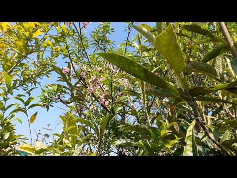 Aquí Les Cuento  el secreto  de mis árboles frutales. 