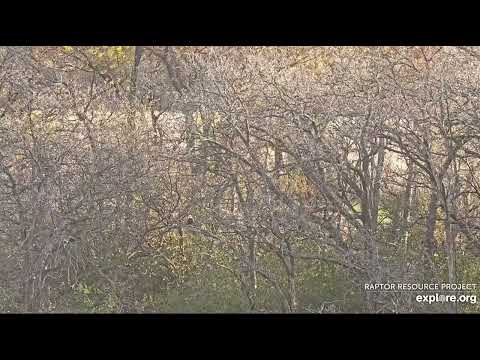 Decorah North Eagles, Working On Nest 10/21/24