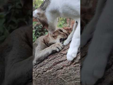 Noo!!!!! #catvideos #cat #kitty #kitten #kittycat #cutecat #cutekitty #catsoftiktok #catlover #pet