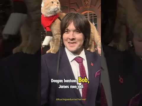 Kucing Yang Setia Menemani Pemiliknya: A Street Cat Named Bob #catlover #kucing #kucinglucu