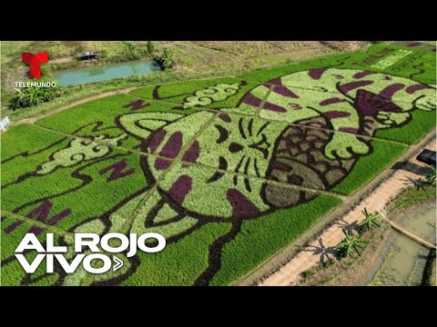 Productor de arroz crea obras de arte con plantas en los campos de Tailandia