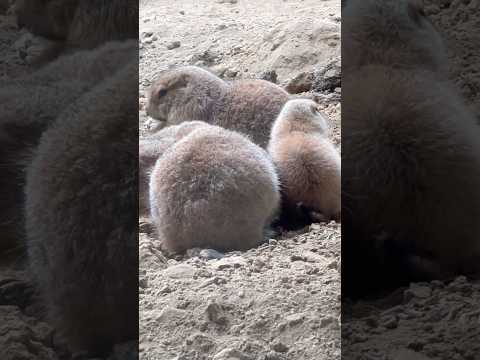 犬の動画サムネイル - #shorts チビちゃんも大きくなりました〜☺️ オグロプレーリードッグ　那須どうぶつ王国にて　2025年5月30日