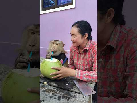 Super SokYaa,OG, ToTo Animals Are So Awesome #shorts