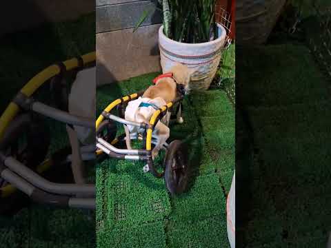 老蘇愛心天使團救助安養的雲林白柴 白雲老奶奶 雖然兩隻後腳癱瘓，但是兩隻前腳相當有力，坐著兩輪式的輪椅，剛開始不太習慣，但慢慢適應以後，就走的很好，在庭園到處探險，精神相當好