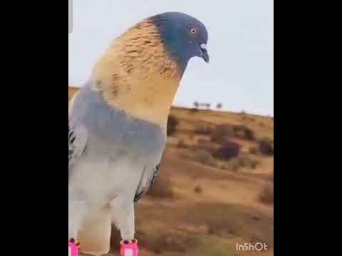 Blue💙 Kabootri❤️ #haryanvisong #haryanvi #dance #viral #pigeon #kabootarba #kabutar #birds#newsong