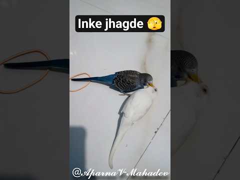 Jhagdalu Mithua🧿| #birds #birdlovers #birdslife #lovebirds #trending #viral #youtubeshorts #shorts