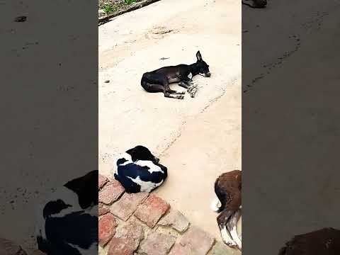 #funny #comedy #labrador #shortutube #viralvideo #dog lover 🐕🙏