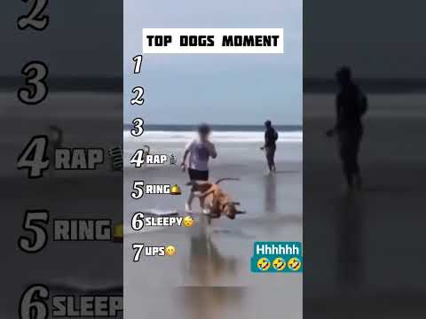 top chiens 🐶🐕🐶🐕 memants