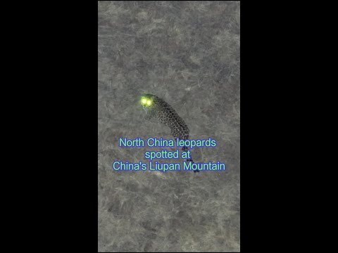 North China leopards spotted in NW China's Ningxia