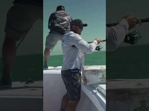 Cobia slam video thumbnail