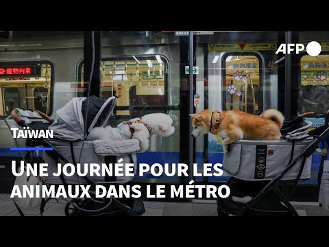 Pour les animaux, des trains spéciaux mis en place dans le métro de Taipei | AFP