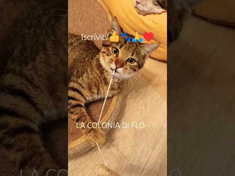 Giocare Con Un Leone #cat #shorts #funnycats #hilariouscats