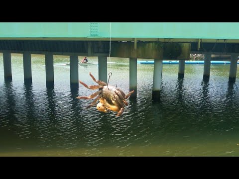 魚が群れる橋の陰にカニを落とすと…