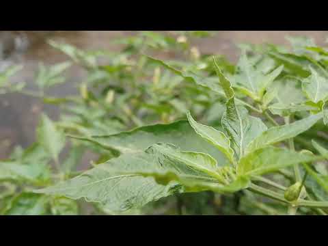 tob plant and bird sound.