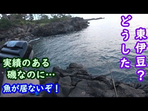 【東伊豆】実績のある磯なのに魚が居ない！回遊系の魚のみ？【2024年8月上旬】