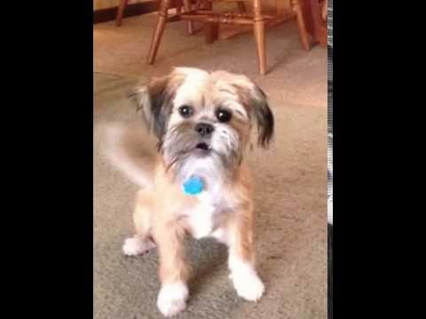 My Little Dog