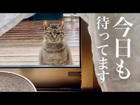 外で生きる猫と、家の中で暮らす猫。