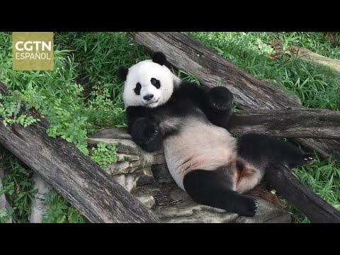 El zoo nacional de Washington DC se despide de tres pandas gigantes