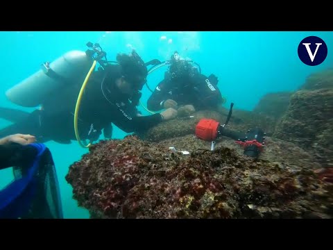 Trasplantan unos 4.600 corales en Galápagos para restaurar arrecifes que devastó El Niño