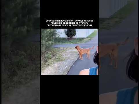 Самое трудное решение в жизни 😞#facts #reallife #mentality #love #animals #dogs