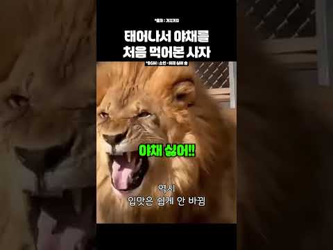 편식라이언까지 등장한 <strong>전소연</strong> 신곡 #야싫송