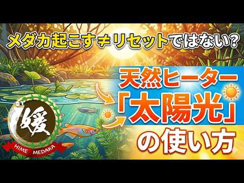 メダカを起こす＝リセットではない？天然ヒーター「太陽光」の使い方