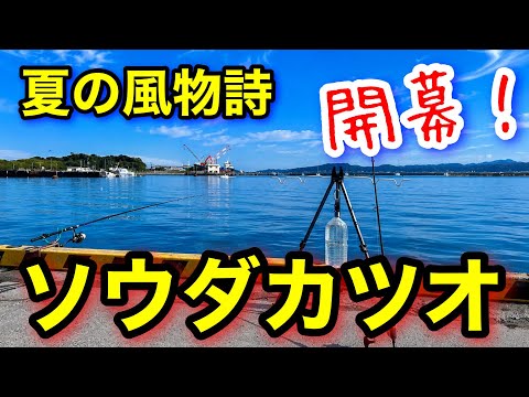 【千葉釣り】ソウダカツオ釣り!堤防から36cm尺アジ・黒鯛・窃盗ネコまで現れて大騒ぎに!2026.6