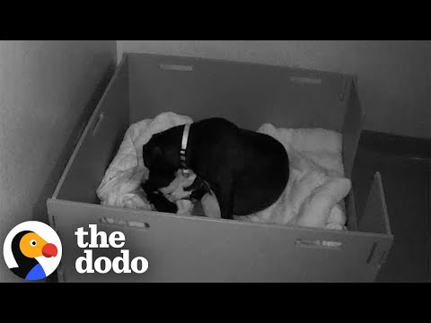 Exhausted Mama Dog Get A Little Help From Foster Parents | The Dodo