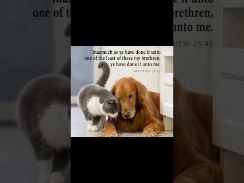 #worshipmusic #music #cat #dog #christiansongs #dailybibleverse