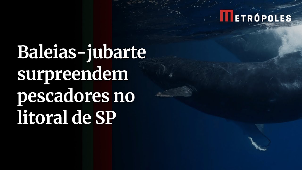 Baleias jubarte surpreendem pescadores no litoral de SP