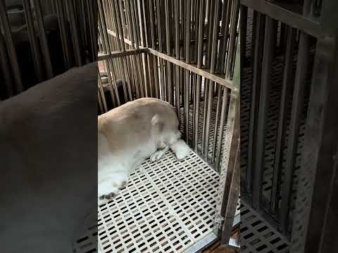 老蘇愛心天使團最新救助安養的淡水老浪犬圓圓老爺爺及大白老奶奶,尤司機已安全送達老蘇,兩隻老狗狀況都不錯,不會太過驚慌失措,應該很快就會適應老蘇的環境, 歡迎來到這個大家庭,我們會好好照顧牠們