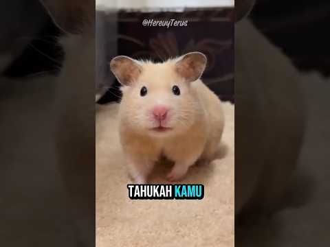 teman kecil yang sangat imut😍😋 | #shorts #fypシ #viral #hamster #faktahewan