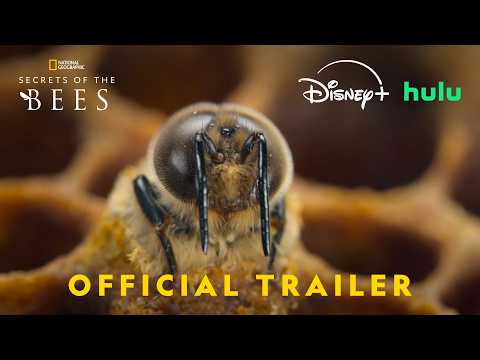 Secrets of the Bees | Official Trailer | Narrated by Bertie Gregory | National Geographic