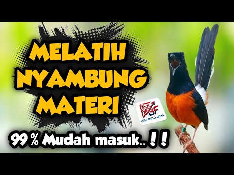 99,9% Cepat masuk ! MASTERAN MURAI BATU FULL ISIAN TEMBAKAN MEWAH‼️