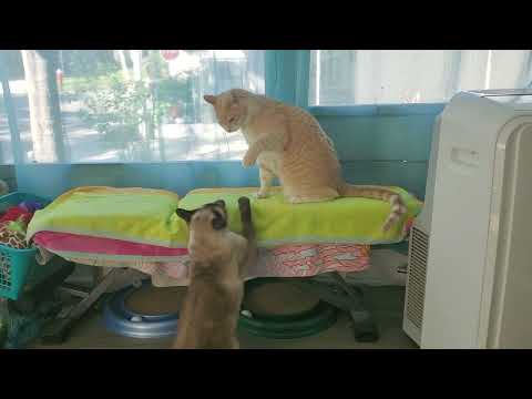 How Domestic Cats Fight