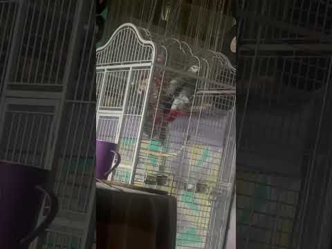 Попугай говорящий Жако