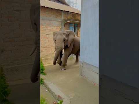 Garena free fire sent a chotu elephant dekhe 😂my house for brother #comedy freefireshortstory