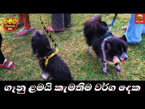 Pomeranian Vs Shih Tzu | පොමරේනියන් And සිට්ෂු Dog Festival 2026 - Pet Life lk
