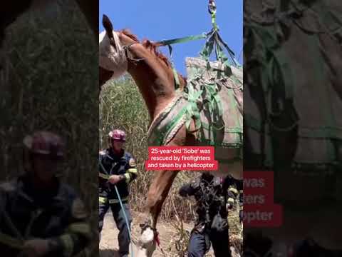 Horse airlifted to safety