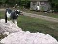 Baby Goat: Dale Jr. (Part 1)