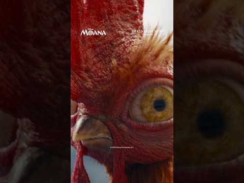 Moana | Heihei & Pua | In Cinemas Now