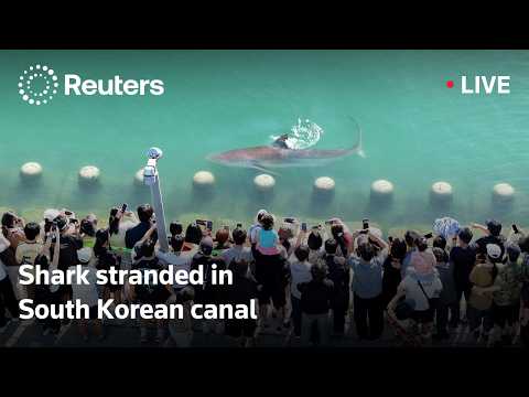 直播：救援人員努力引導受困韓國運河的鯊魚