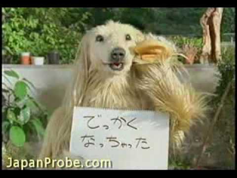 Funny Japanese commercial